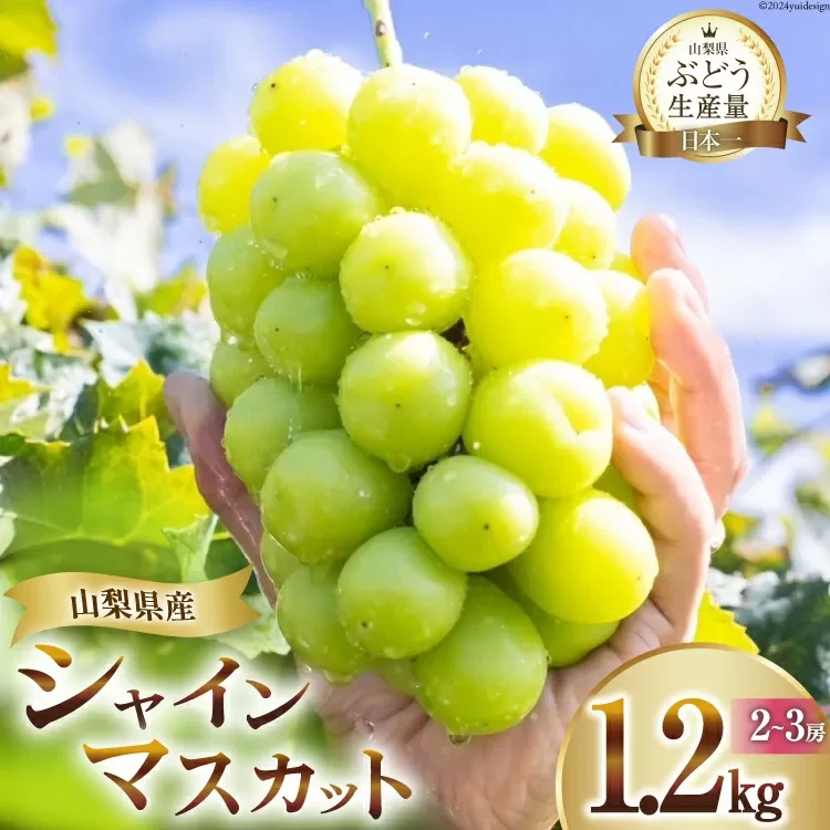 【2025年発送】 シャインマスカット 1.2kg (2～3房) 朝採れ [OUTTA REACH JAPAN 山梨県 韮崎市 20742860] フルーツ 果物 マスカット シャイン ブドウ ぶどう 葡萄 種無し 1.2キロ 高品質 厳選 産地直送 季節限定 数量限定 期間限定発送