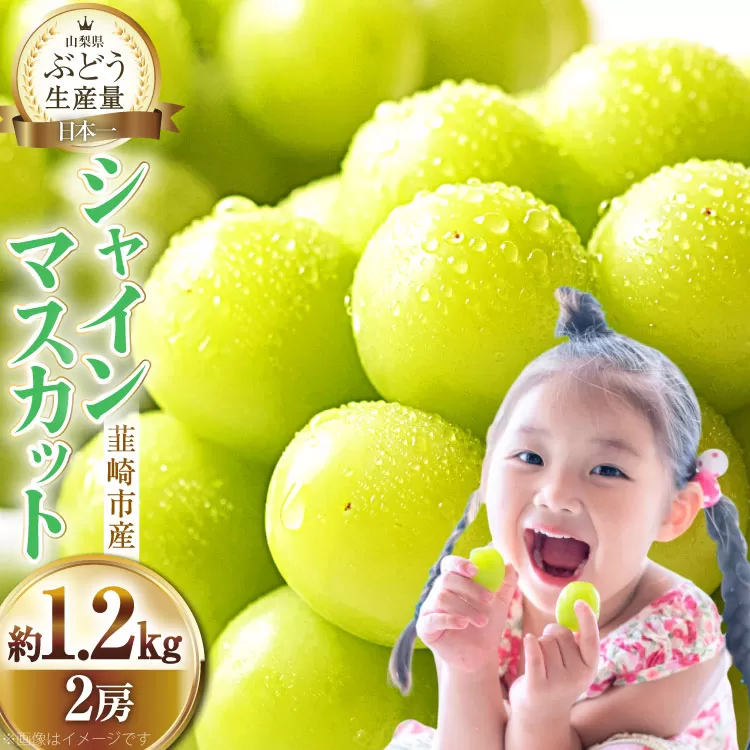 【2025年発送】ぶどう シャインマスカット 約1.2kg (2房) 【冷蔵発送】 [梨北農業協同組合 山梨県 韮崎市 20742921] フルーツ 果物 くだもの ブドウ 葡萄 種なし 1.2キロ 甘い 期間限定 季節限定 山梨県産