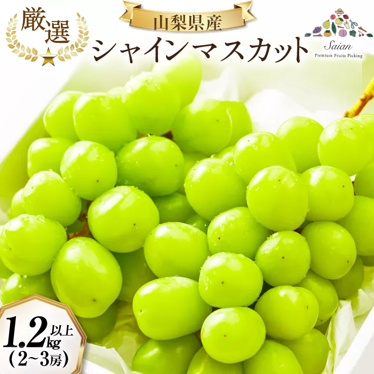 【2026年発送】先行受付 シャインマスカット 予約 約 1.2～1.3kg 2～ 3房 冷蔵発送 果物 フルーツ 山梨 ぶどう シャイン マスカット ブドウ 葡萄 種なし 厳選 旬 期間限定 季節限定 冷蔵 [斎庵 山梨県 韮崎市 20745280]