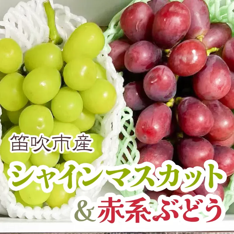 ＜25年発送先行予約＞シャインマスカット&赤系ぶどう 各1房(2房合計1kg程度) 　229-004