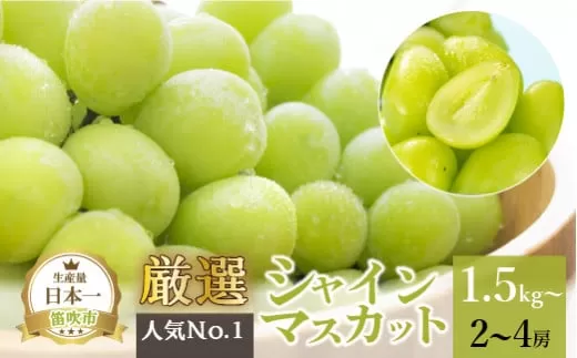 【2026年発送★先行予約】厳選!!池田青果のシャインマスカット1.5~1.6 kg 2 房~4 房 173-007-26y