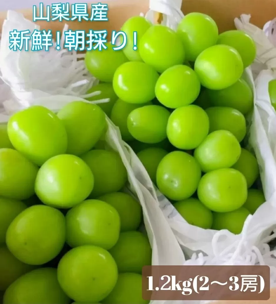 [2026年発送★先行予約]クール便 シャインマスカット 1.2kg以上 106-013