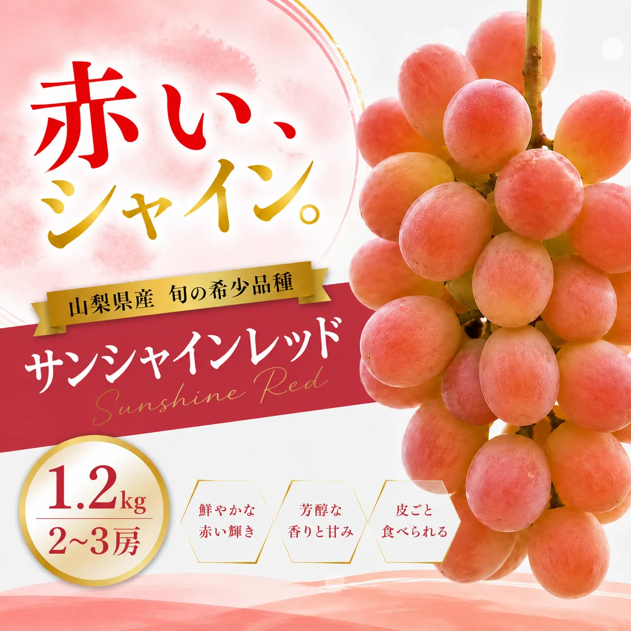 【2026年発送】先行予約 サンシャインレッド 1.2kg 2～3房 山梨県産 希少 赤系ぶどう シャインマスカット系 【山梨県笛吹市 産地直送】ぶどう フルーツ 果物 209-011-26y
