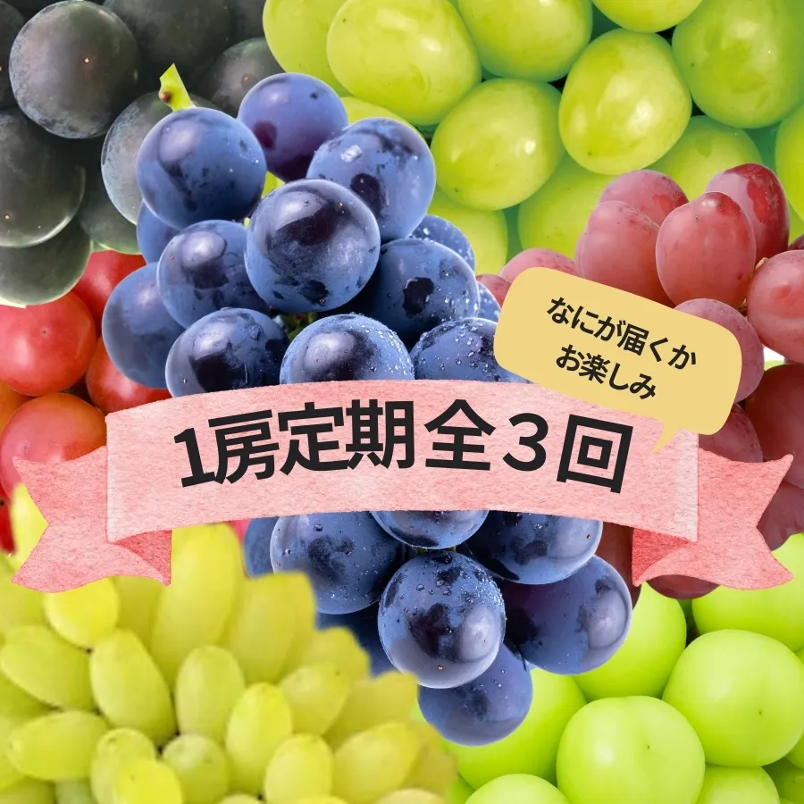 『何が届くかお楽しみ』ぶどう王国山梨の3種定期便 167-192-26y
