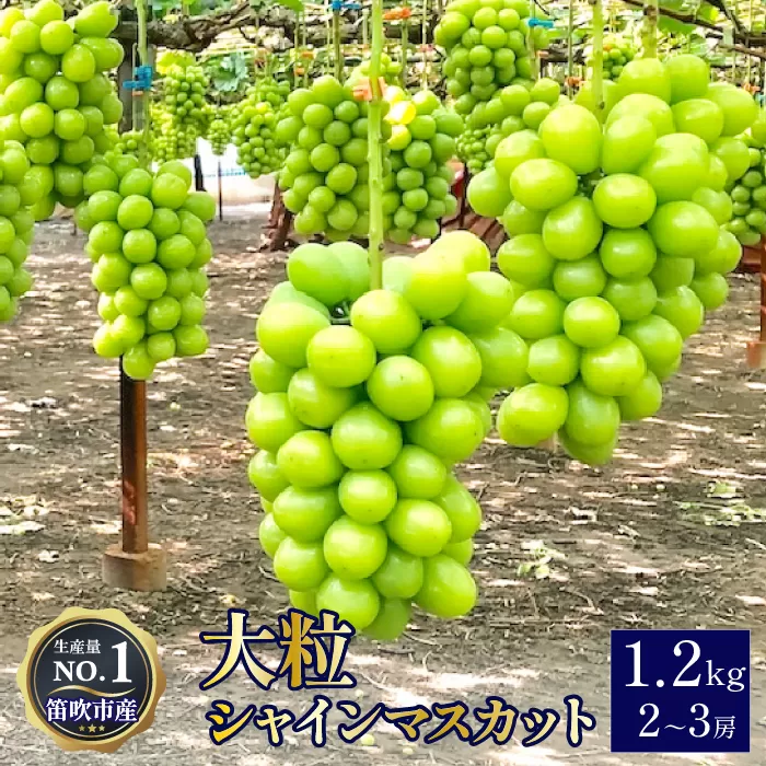 ＜2025年発送＞笛吹市産シャインマスカット 約1.2kg 2〜3房【クール便発送】