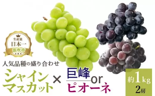 【2026年発送★先行予約】厳選!! 池田青果の【大人気ぶどう2種盛り合わせ】シャインマスカット・巨峰 or ピオーネ（1.0kg） 173-002-26y