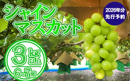 【数量限定】【2026年発送分 先行予約】シャインマスカット（３ｋｇ以上・６～７房）　シャイン マスカット ぶどう ブドウ 葡萄 フルーツ 果物 くだもの 山梨 やまなし 富士川町