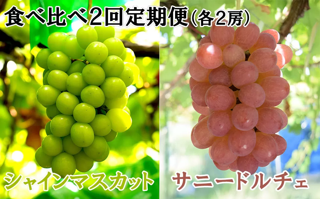 【数量限定】【2026年発送分 先行予約】【２回食べ比べ定期便・別送】シャインマスカット（２房）+サニードルチェ（２房）食べ比べ定期便（２回発送）　シャイン シャインマスカット フルーツ 果物 くだもの 山梨 やまなし サニードルチェ 食べ比べ 定期便
