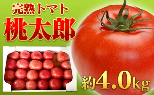 【JA職員厳選】【完熟！】平林トマト 約4.0kg  トマト 大容量 産地直送 桃太郎 ももたろう