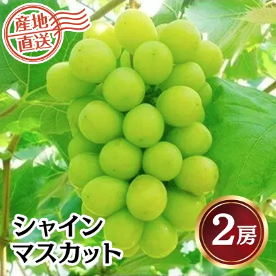 【2025年発送分】《JA厳選》 シャインマスカット 2房 （約1kg前後） フルーツ シャイン マスカット 山梨県産 果物 くだもの ぶどう ブドウ 葡萄 大粒 種なし  種無し 産地直送 先行予約 富士川町