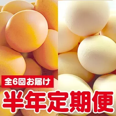 ひまわりたまご紅白セット　半年セット※破卵補償