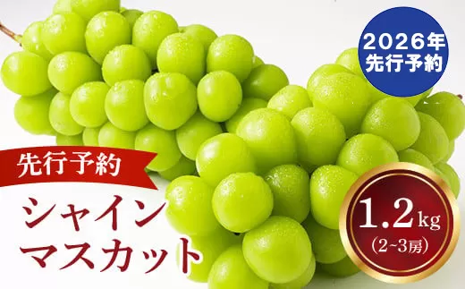 【2026年発送分 先行予約】 シャインマスカット 2～3房（約1.2kg） 8月中旬以降発送予定 フルーツ 山梨 シャイン マスカット くだもの 大粒 人気 厳選 ブドウ ぶどう 葡萄  富士川町 先行予約（C4101）