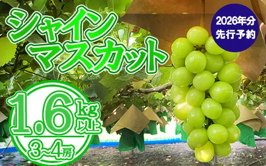 【2026年発送分 先行予約】シャインマスカット（３～４房） 1.6kg～1.7kg　シャイン マスカット ぶどう ブドウ 葡萄 フルーツ 果物 くだもの 山梨 やまなし 富士川町