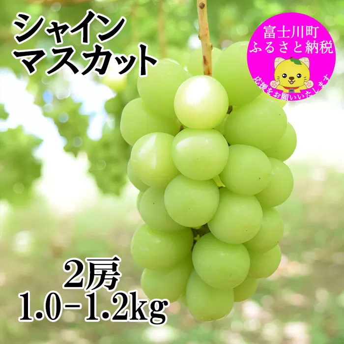 ☆この価格には理由がある☆＼農家のこだわりが詰まった／シャインマスカット 1.0~1.2ｋｇ (２房) 【2025年発送分】シャイン マスカット フルーツ 山梨県産 果物 くだもの ぶどう ブドウ 葡萄 種なし 種なし 産地直送 先行予約 富士川町