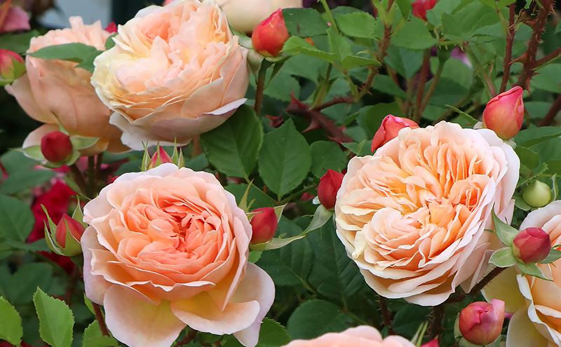 バラ苗 ER エブリン