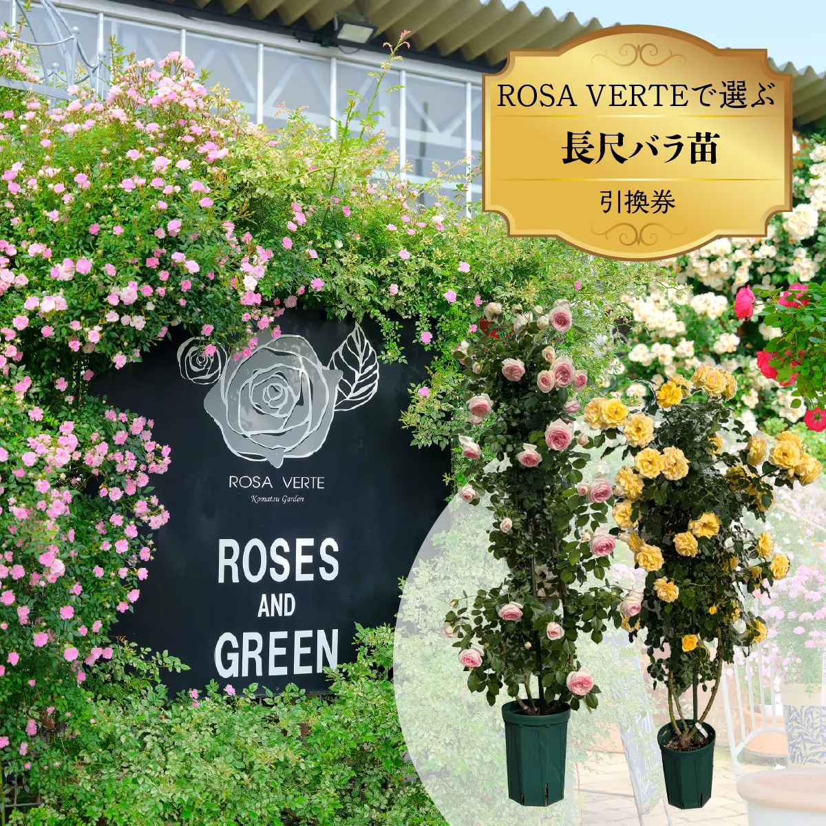 コマツガーデン直営店「ROSA VERTE」で選ぶ、自社生産 長尺バラ苗引換券 SWBD017