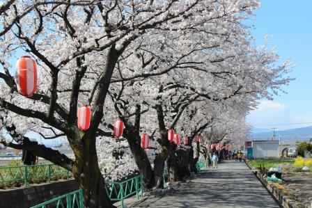 桜並木を散歩して春を楽しむ～山伏川～