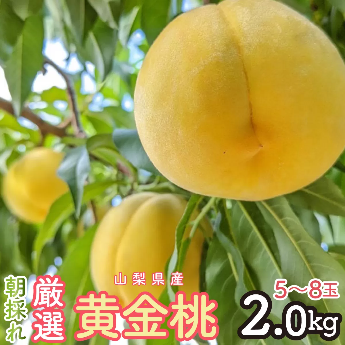 2026年発送 朝採れ！厳選！山梨県産 黄金桃2Kｇ 5～8玉 SWCM002