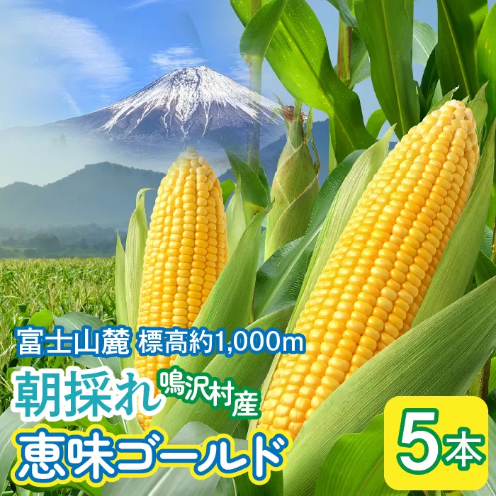 とうもろこし　恵味ゴールド　5本 NSAK001