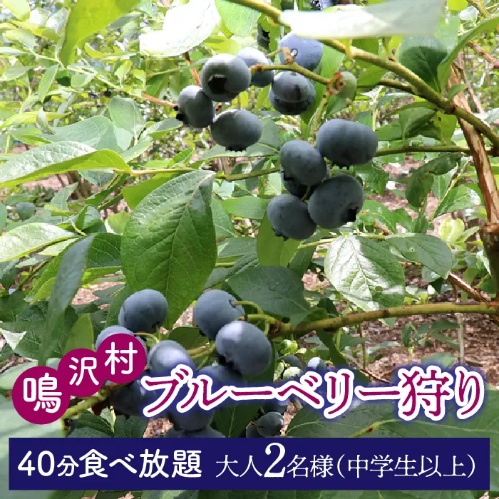 ブルーベリー狩り体験チケット（大人中学生以上2名様分） NSAL007