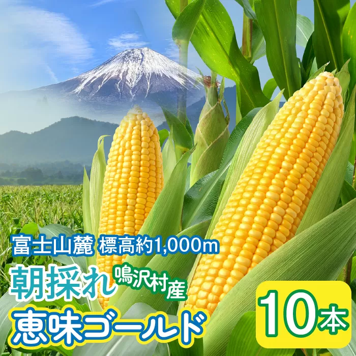 とうもろこし　恵味ゴールド　10本 NSAK002