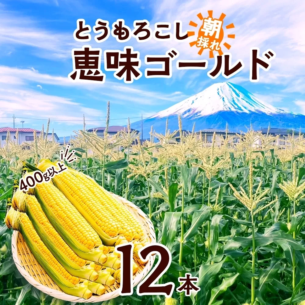 ＜2026年発送先行予約＞とうもろこし 恵味 ゴールド 400g以上 × 12本 高糖度 トウモロコシ スイートコーン 玉蜀黍 イエローコーン 黄 夏野菜 甘い ジューシー 野菜 おやつ 旬 産地直送 送料無料 湖南野菜出荷組合 山梨県 富士河口湖町 FEM004