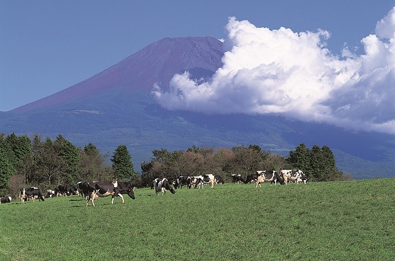 酪農が盛んな畜産エリア・富士ヶ嶺高原