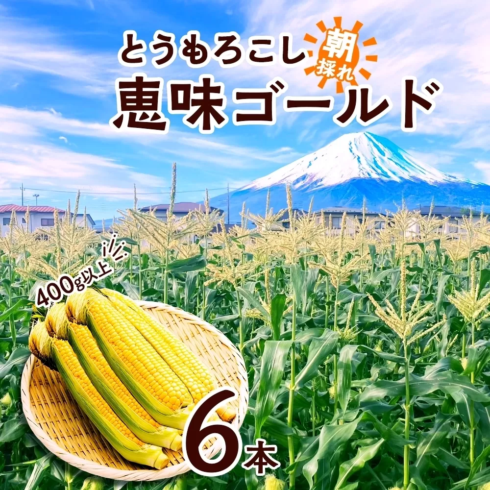 ＜2026年発送先行予約＞とうもろこし 恵味 ゴールド 400g以上 × 6本 高糖度 トウモロコシ スイートコーン 玉蜀黍 イエローコーン 黄 夏野菜 甘い ジューシー 野菜 おやつ 旬 産地直送 送料無料 湖南野菜出荷組合 山梨県 富士河口湖町 FEM001