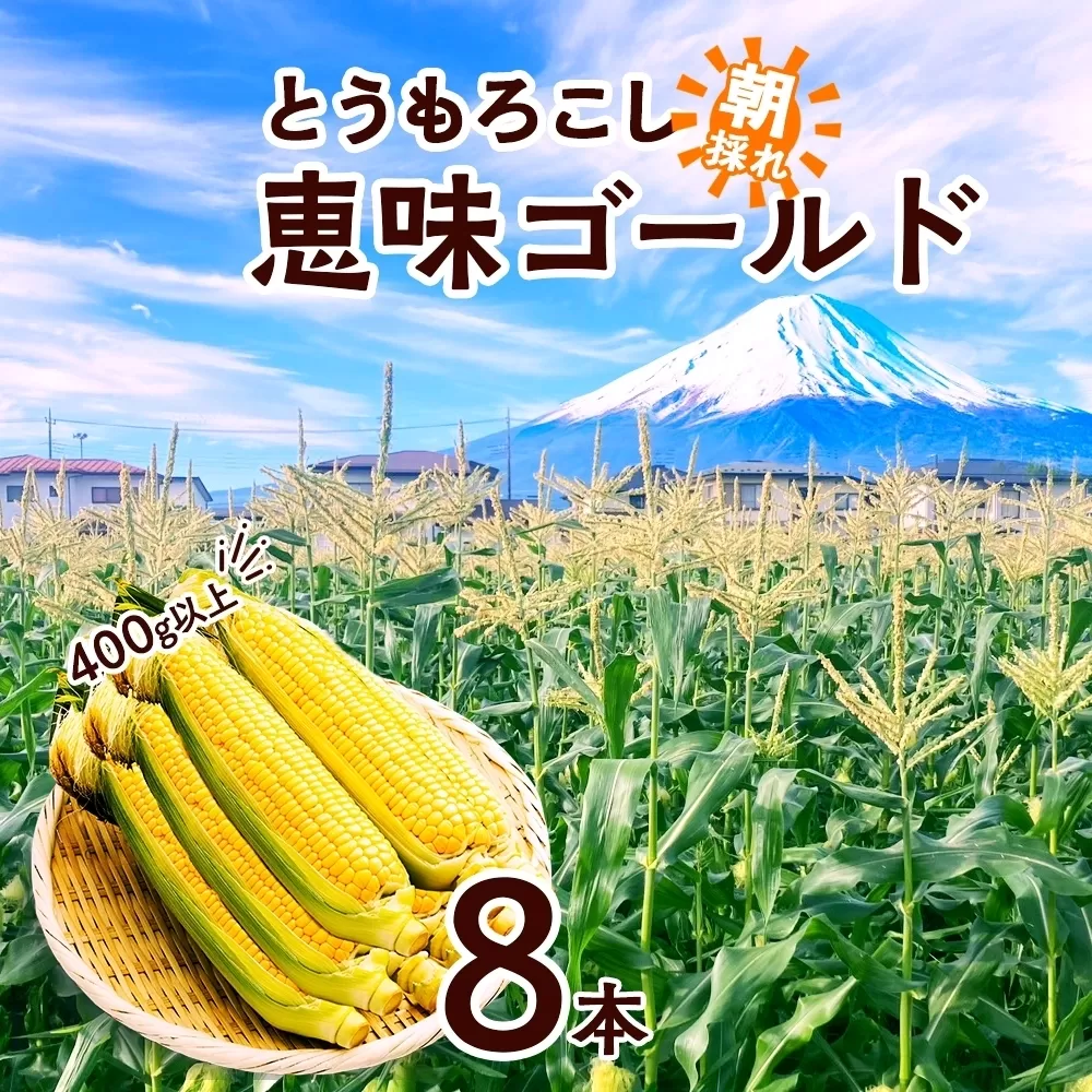 ＜2026年発送先行予約＞とうもろこし 恵味 ゴールド 400g以上 × 8本 高糖度 トウモロコシ スイートコーン 玉蜀黍 イエローコーン 黄 夏野菜 甘い ジューシー 野菜 おやつ 旬 産地直送 送料無料 湖南野菜出荷組合 山梨県 富士河口湖町 FEM002