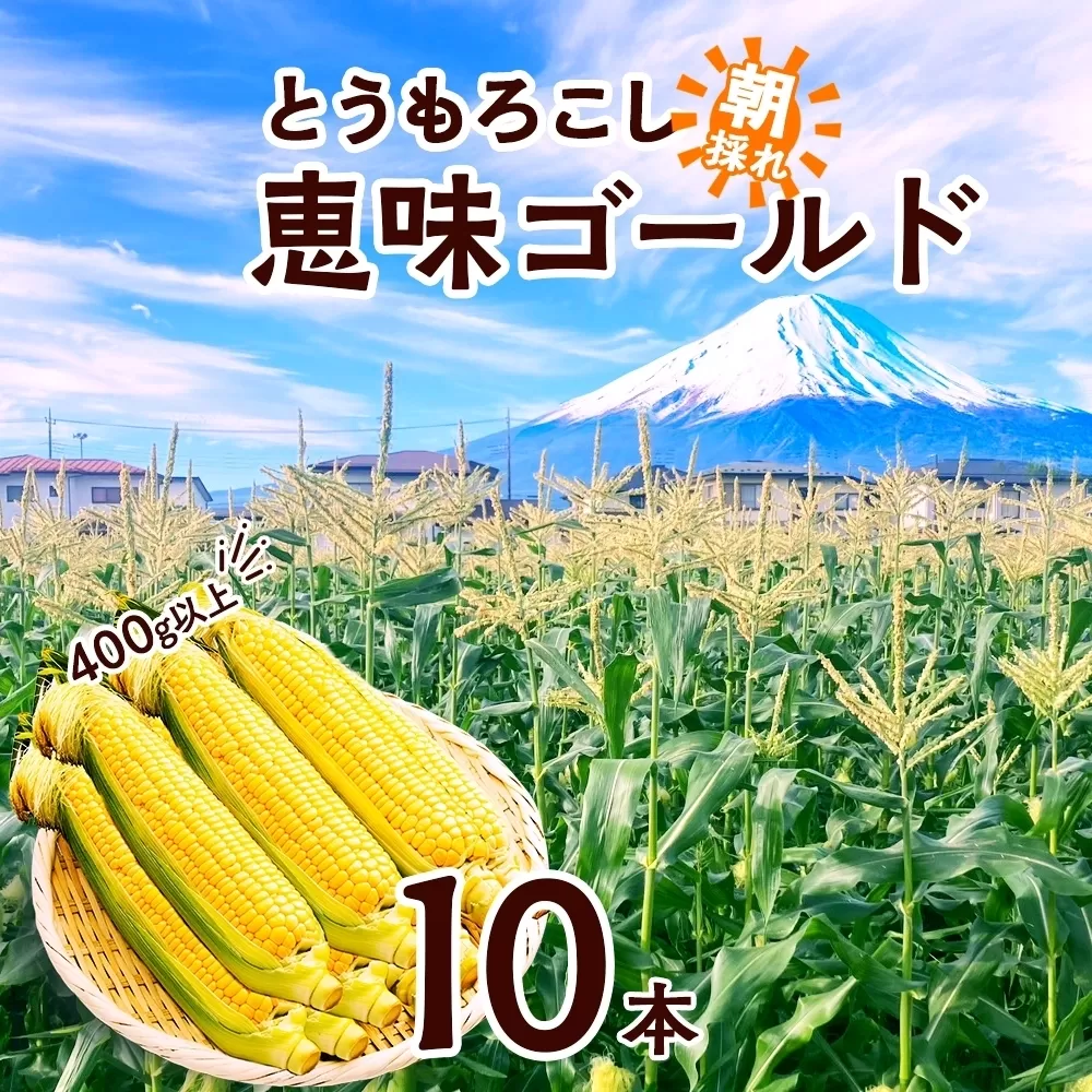 ＜2026年発送先行予約＞とうもろこし 恵味 ゴールド 400g以上 × 10本 高糖度 トウモロコシ スイートコーン 玉蜀黍 イエローコーン 黄 夏野菜 甘い ジューシー 野菜 おやつ 旬 産地直送 送料無料 湖南野菜出荷組合 山梨県 富士河口湖町 FEM003