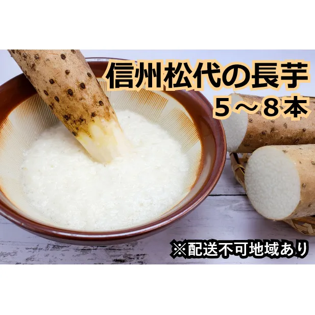 信州松代の長芋　調理しやすい食べきりサイズ5～8本入り 野菜 根菜 