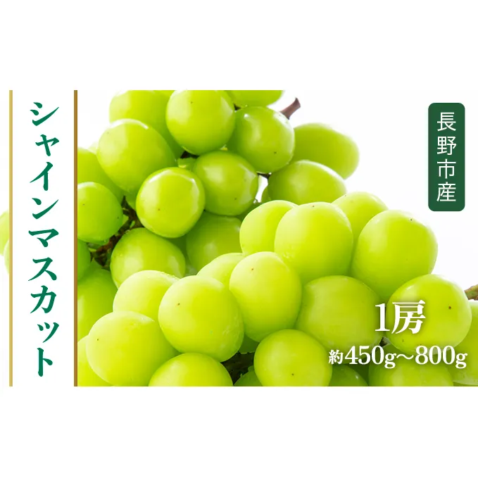 【2025年9月上旬より順次発送 先行予約】長野市産シャインマスカット 1房　約450g～800g程度 果物 ぶどう フルーツ デザート 食後 おやつ 長野県産 種無し 皮ごと 発送日 朝 収穫 採れたて 直送 