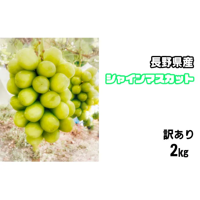 【2025年発送分】長野県産　シャインマスカット　2kg　訳あり 