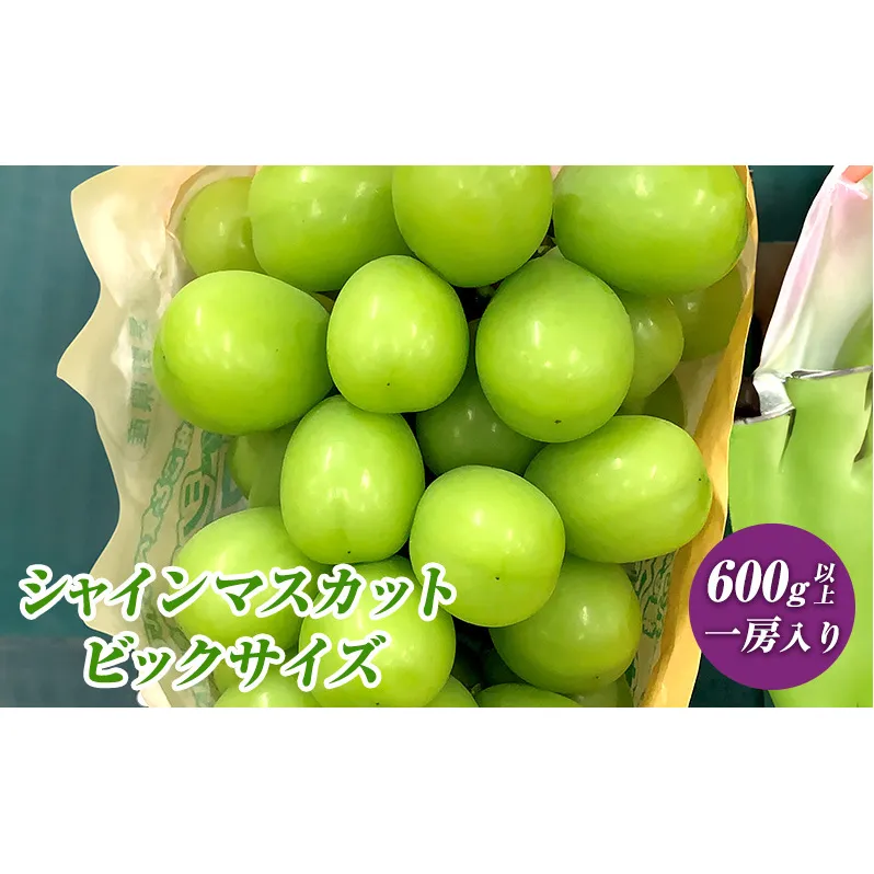 ぶどう 先行予約 長野市産 シャインマスカット ビックサイズ 一房入り 600g以上 葡萄 ブドウ 果物 フルーツ デザート おやつ 信州 大房 大粒 上品な香り 2024年秋発送頃 