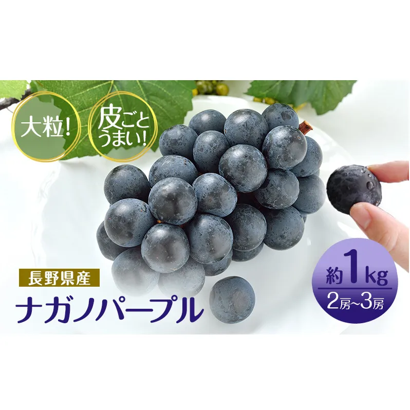 ぶどう 先行予約 長野市産 ナガノパープル 皮ごとうまい！ 大粒2～3房 約1kg 果物 ブドウ 葡萄 フルーツ デザート おやつ 種なし 大粒 信州 2025年秋発送 