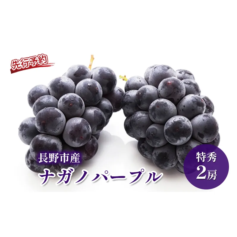 2026年産先行予約 ぶどう 先行予約 長野市産 ナガノパープル 特秀 2房 果物 ブドウ 葡萄 フルーツ デザート おやつ 種なし 大粒 信州 2026年秋発送
