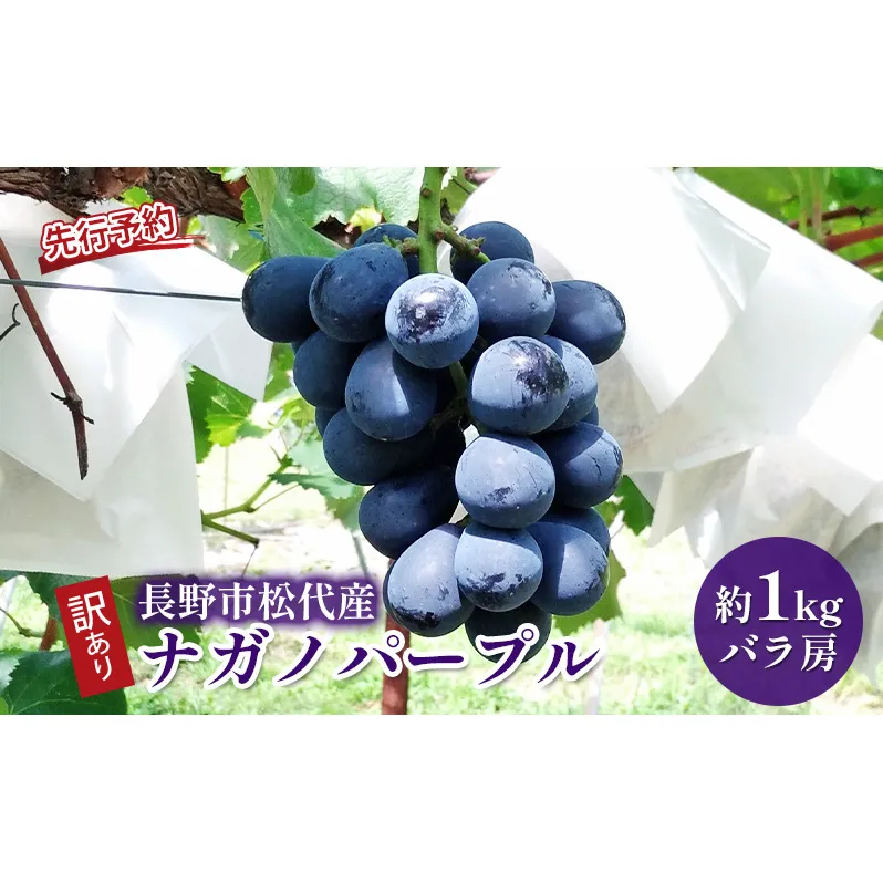 ぶどう 先行予約 訳あり 長野市松代産 ナガノパープル 約1kg バラ房 果物 ブドウ 葡萄 フルーツ デザート おやつ 種なし TAKANO農園 信州