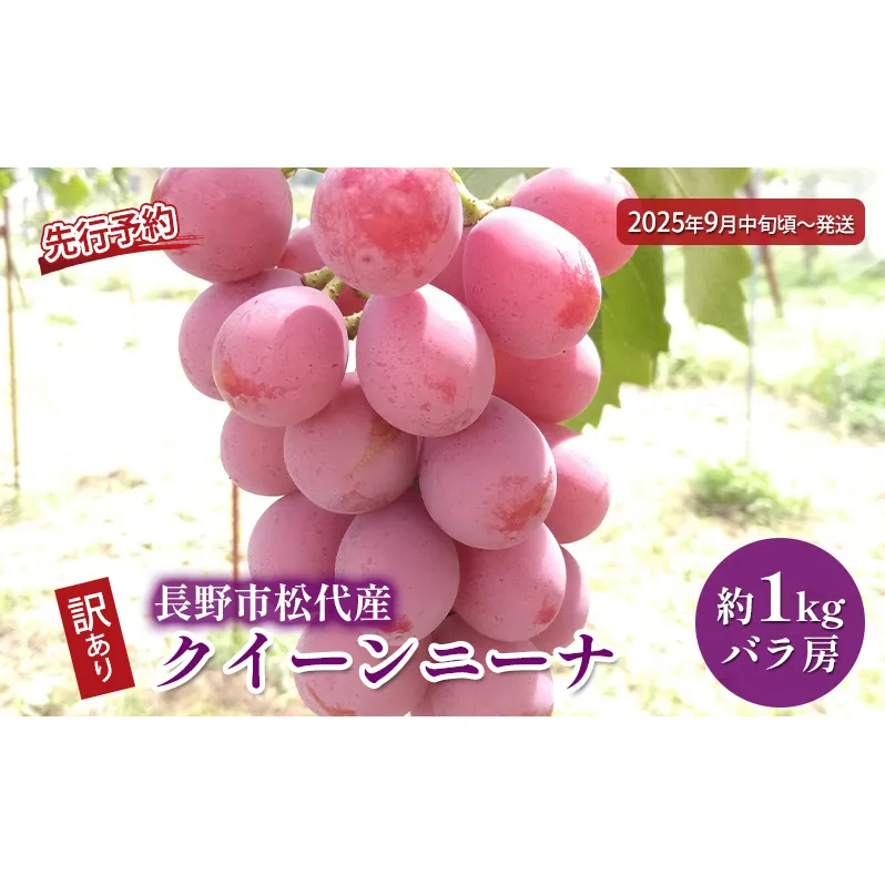 ぶどう 先行予約 長野市松代産 訳ありクイーンニーナ 約1kg バラ房 葡萄 ブドウ 果物 フルーツ デザート おやつ TAKANO農園 信州 2025年秋発送 果物類 マスカット ギフト 手土産 
