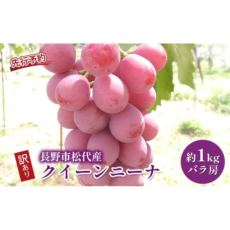 ぶどう 先行予約 長野市松代産 訳ありクイーンニーナ 約1kg バラ房 葡萄 ブドウ 果物 フルーツ デザート おやつ TAKANO農園 信州 果物類 マスカット ギフト 手土産