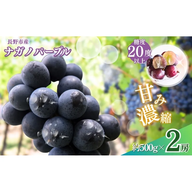 ぶどう 先行予約 ナガノパープル 2房 葡萄 ブドウ 果物 フルーツ デザート おやつ 信州 2025年秋発送 