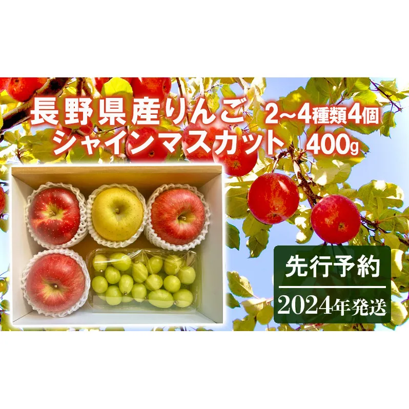 先行予約 長野県産りんご2～4種類4個シャインマスカット400g 2024年発送