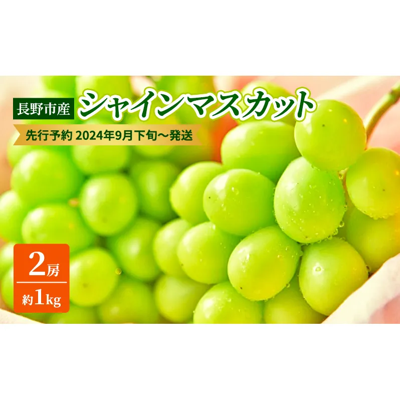 ぶどう 先行予約 長野市産 シャインマスカット 2房 約1kg 朝採り 葡萄 ブドウ フルーツ 果物 シャイン マスカット デザート おやつ 信州 2025年秋発 
