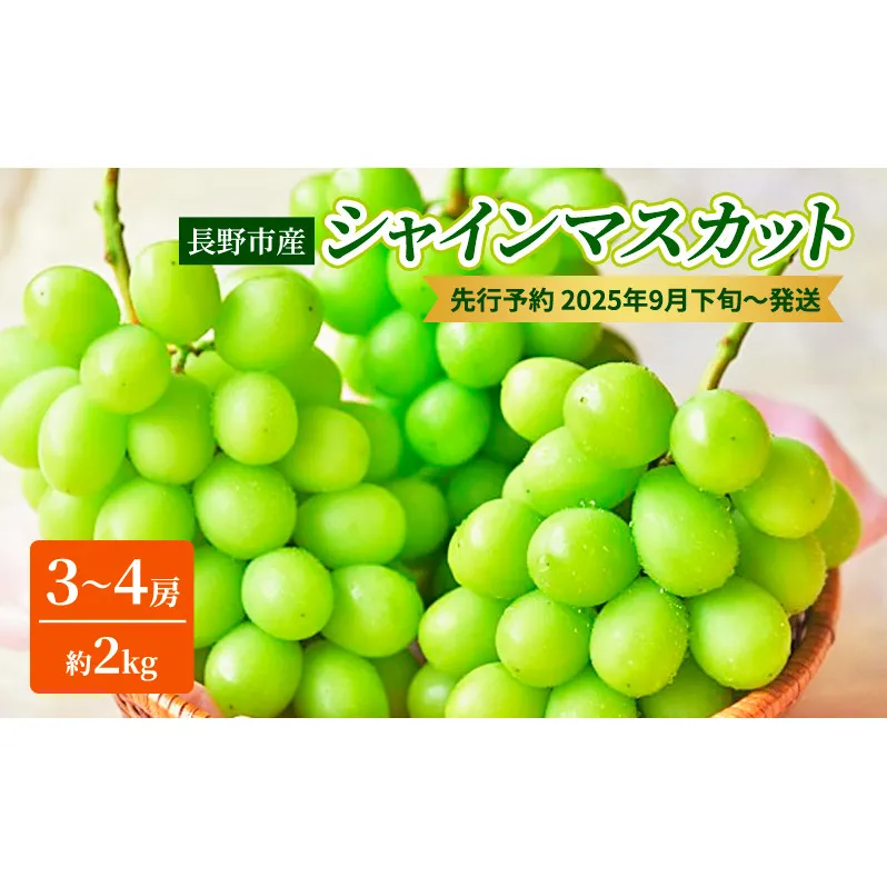 ぶどう 先行予約 長野市産 シャインマスカット3～4房 約2kg 朝採り 葡萄 ブドウ フルーツ 果物 シャイン マスカット デザート おやつ 信州 2025年秋発 