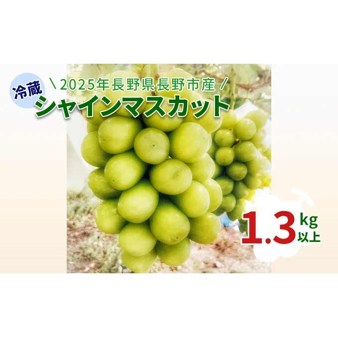 【2025年長野県長野市産】冷蔵シャインマスカット　1.3kg以上 果物 ぶどう フルーツ デザート おやつ 食後 信州のぶどう 長野県産 高級ぶどう 