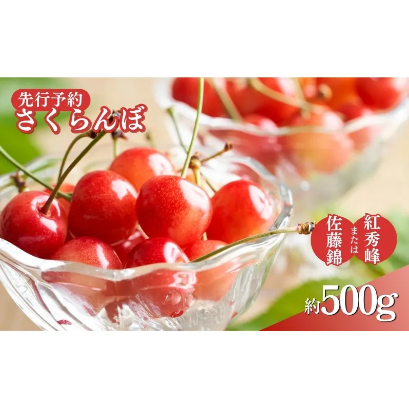 先行予約 さくらんぼ 約500g　2025年6月～7月上旬発送※オンライン決済限定 果物 フルーツ デザート チェリー 佐藤錦 紅秀峰 
