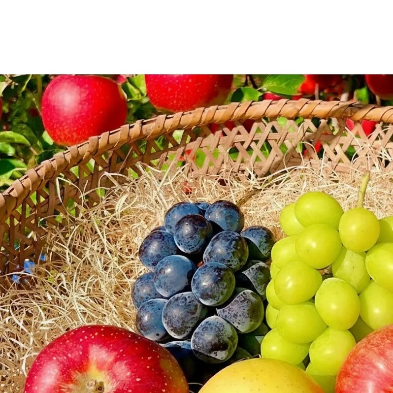 2026年産　先行予約 ぶどうりんご家庭用3回発送（9・10・12月）（ぶどう合計約2kgりんご合計約6kg） 果物 フルーツ デザート 食後 長野県産 新鮮 香りがいい 完熟りんご 信州 長野のりんご 信州産