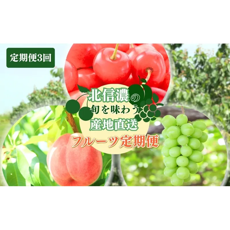 フルーツ 先行予約 定期便 3ヶ月 長野 季節のフルーツ さくらんぼ チェリー 桃 シャインマスカット ぶどう シャイン マスカット 果物 長野県 長野市 2025年 7～9月 定期 お楽しみ 3回 長野県長野市 