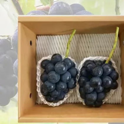 信州産ナガノパープル2房（合計1kg以上）大粒＆大房 果物 ぶどう フルーツ 種なし 皮ごと 食べ応え 秋の味覚