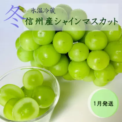【2025年1月より順次発送】信州産冷蔵シャインマスカット 1房（600g以上）大粒＆大房 果物 ぶどう フルーツ みずみずしい 長野県産 食後 デザート 