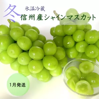 【2025年1月より順次発送】信州産冷蔵シャインマスカット 2房（1.1kg以上）大粒＆大房 果物 ぶどう フルーツ みずみずしい 長野県産 食後 デザート 